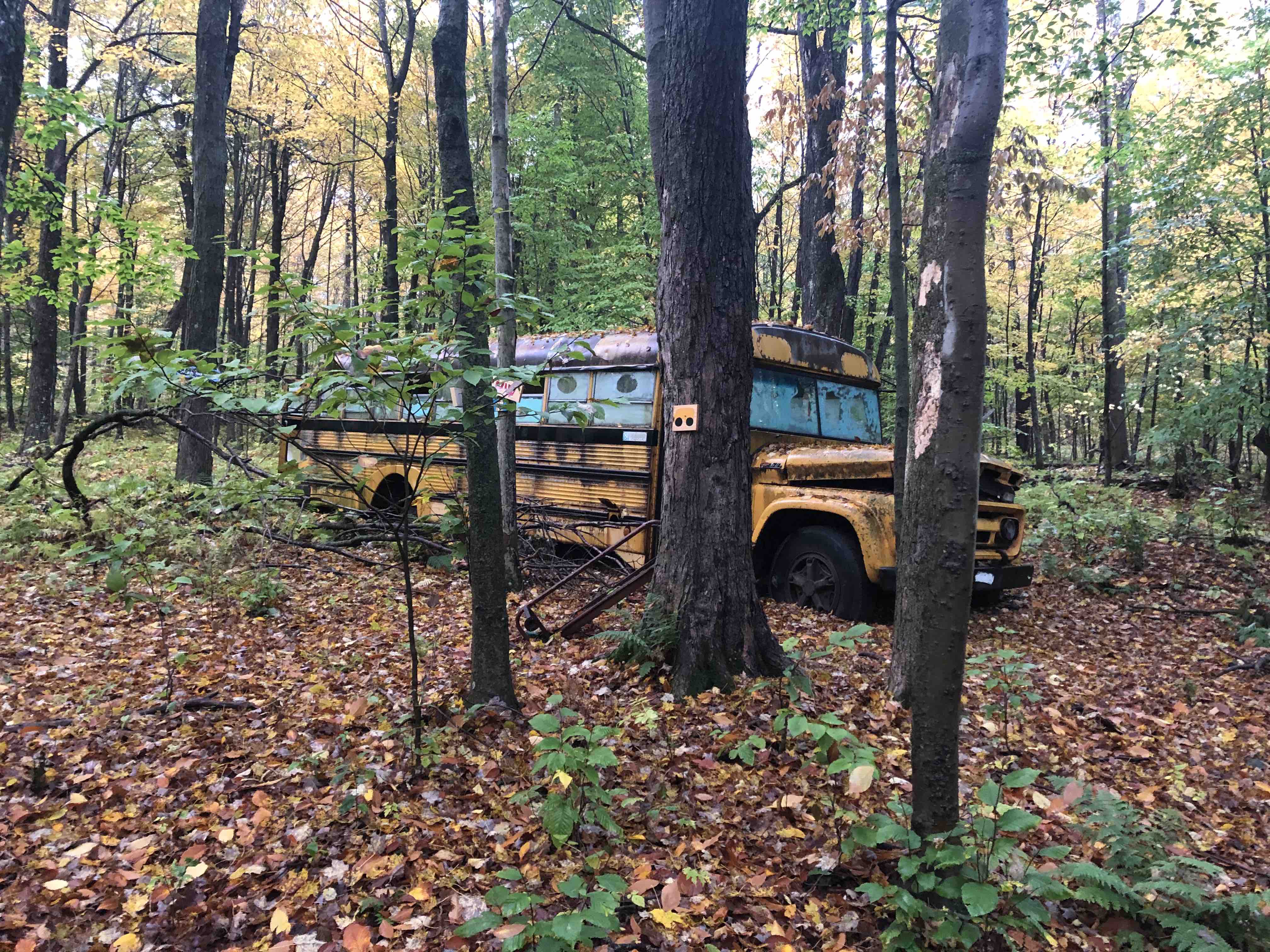 A photograph of a run-down bus behind trees