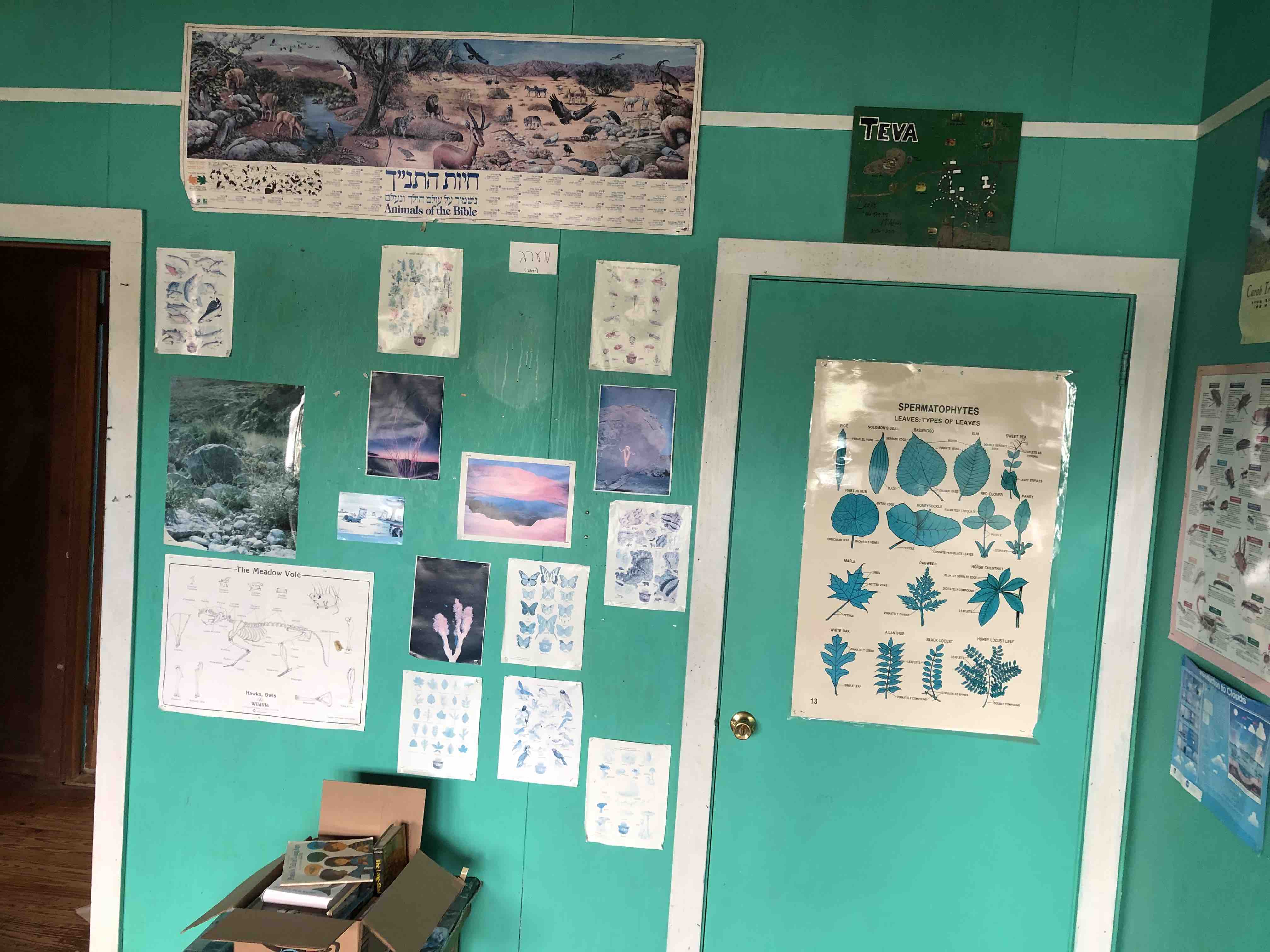 A photograph of the Teva Room with posters on the walls including information about leaves, butterflies, and other animals